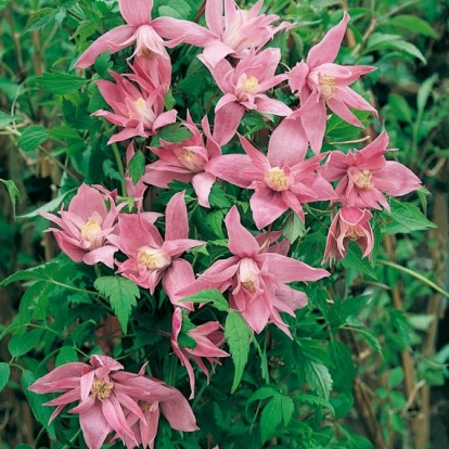 Clematis MACROPETALA 'Markhamii' = 'Markham's Pink'