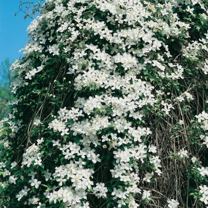 Clematis MONTANA 'Grandiflora'