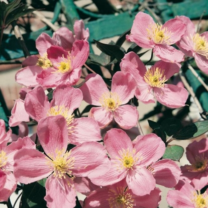 Clematis MONTANA VAR. RUBENS 'Superba'