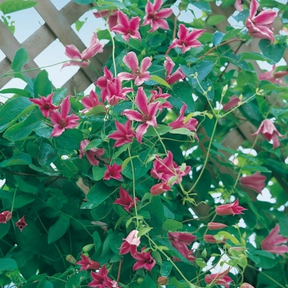 Clematis TEXENSIS 'Duchess of Albany'