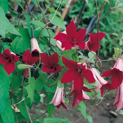 Clematis TEXENSIS 'Gravetye Beauty'