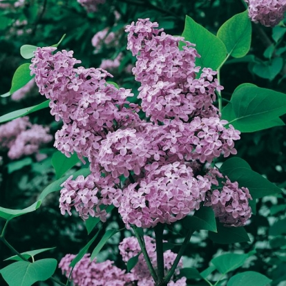 Syringa VULGARIS 'Belle de Nancy'