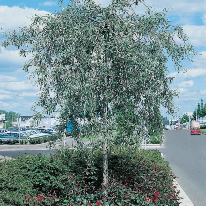 Pyrus CALLERYANA 'Chanticleer'