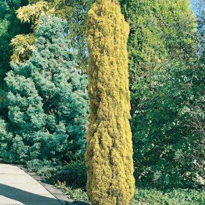 Cupressus SEMPERVIRENS 'SWANE'S GOLDEN'