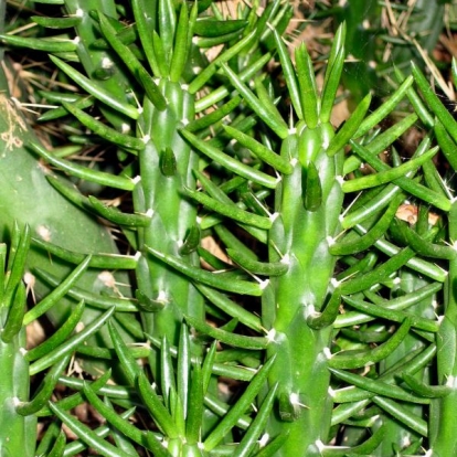 Austrocylindropuntia subulata