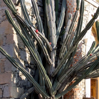 Cereus hildmannianus