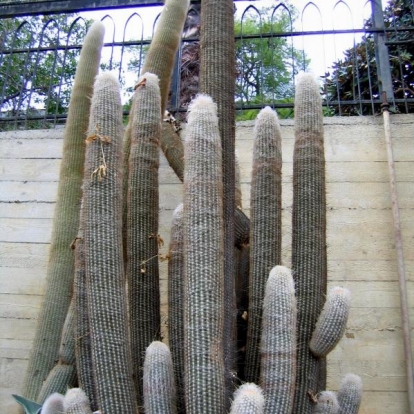 Espostoa melanostele