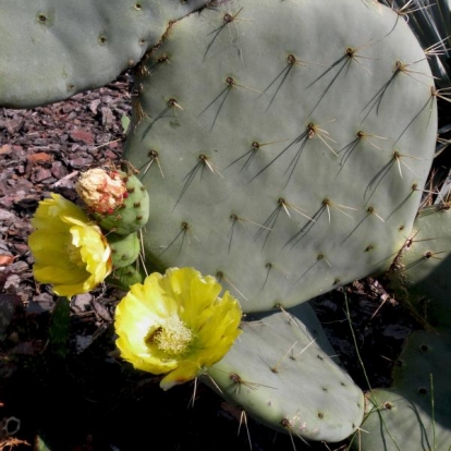 Opuntia robusta