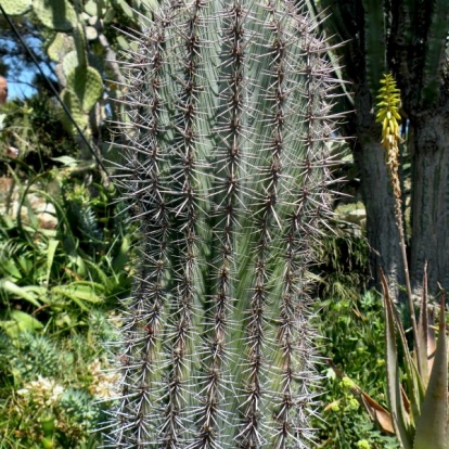 Pachycereus pringlei