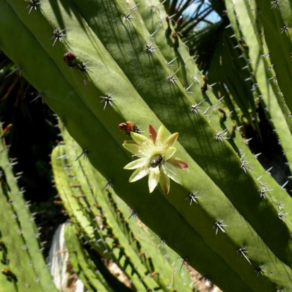 Polaskia chichipe