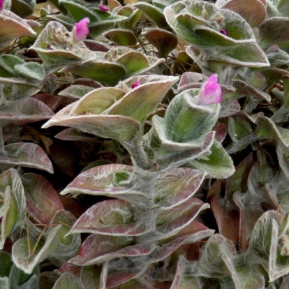 Tradescantia sillamontana