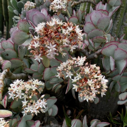 Crassula arborescens (Mill.) Wild.