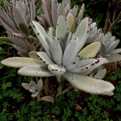 Kalanchoe tomentosa