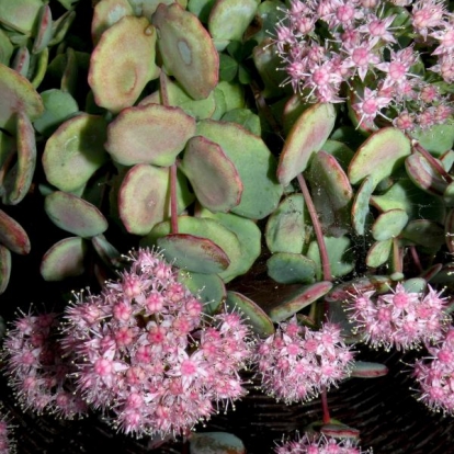 Sedum sieboldii