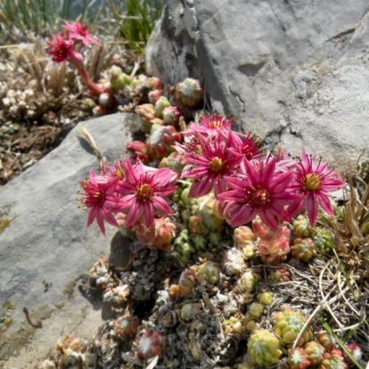 Sempervivum arachnoideum