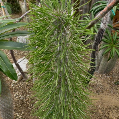 Didierea madagascariensis