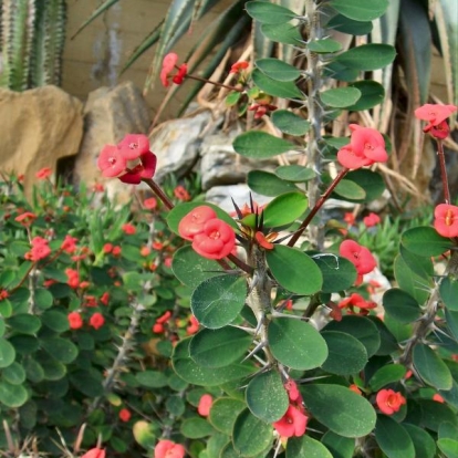 Euphorbia milii var. splendens