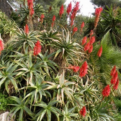 Aloe arborescens