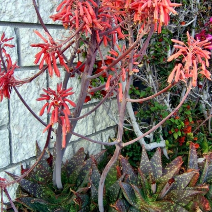 Aloe maculata