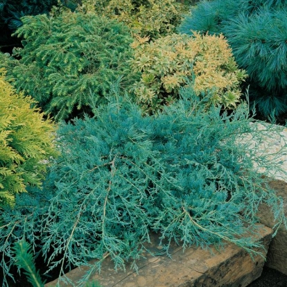 Juniperus VIRGINIANA 'GREY OWL'