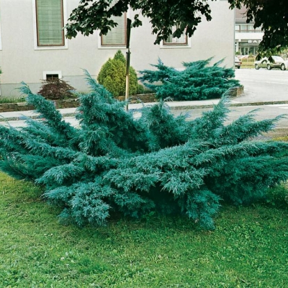 Juniperus x MEDIA ''PFITZERIANA GLAUCA'