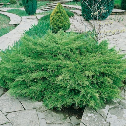 Juniperus x MEDIA ''PFITZERIANA'