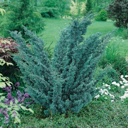 Juniperus x MEDIA 'BLAAUW'