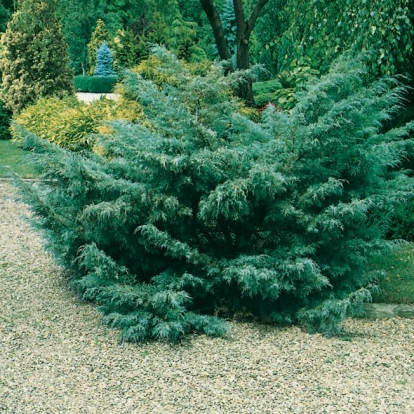 Juniperus x MEDIA 'HETZII'