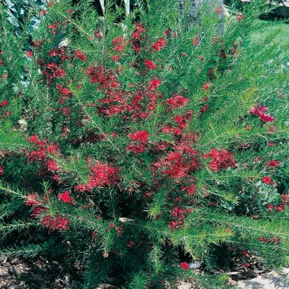 Grevillea ROSMARINIFOLIA