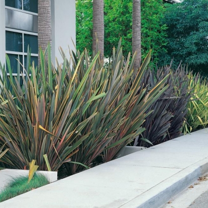 Phormium TENAX