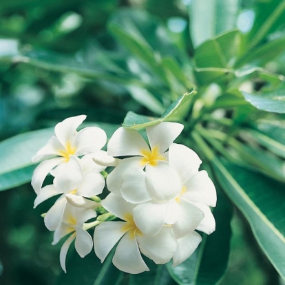 Plumeria ALBA