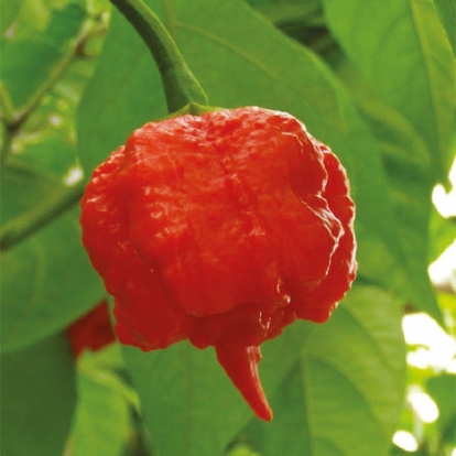 peperoncino-carolina-reaper