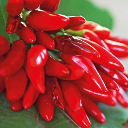 peperoncino-etna