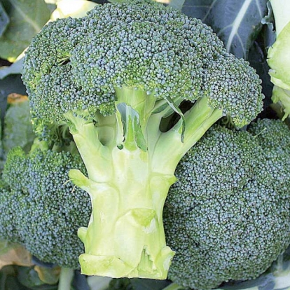 cavolo-broccolo