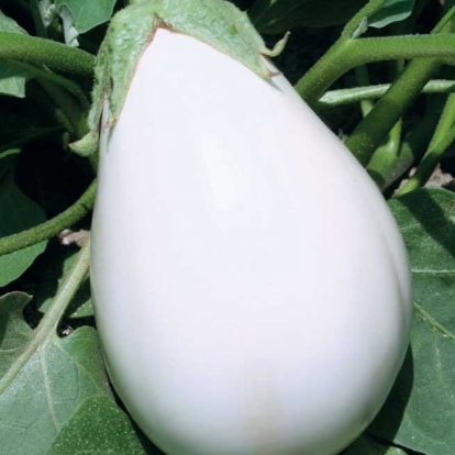 melanzana-bianca