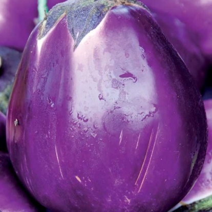melanzana-tonda-violetta