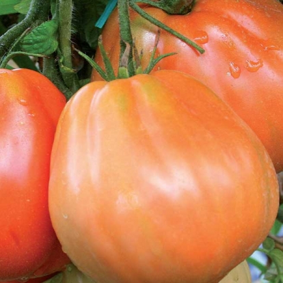 SAFLAX - Tomate - 10 semillas - Con sustrato estéril para cultivo