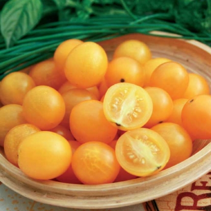 pomodoro-ciliegino-giallo