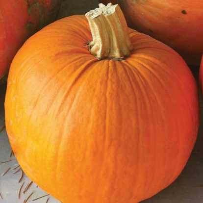 Zucca halloween - Cucurbita