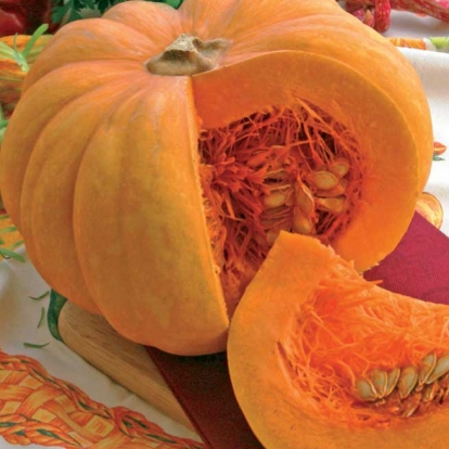 Zucca moscata - Cucurbita