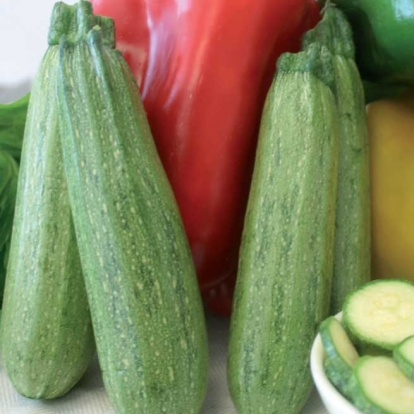 Zucchino alberello di Sarzana - Cucurbita pepo