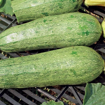 Zucchino bolognese - Cucurbita pepo