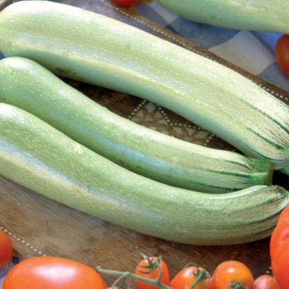 Zucchino genovese - Cucurbita pepo