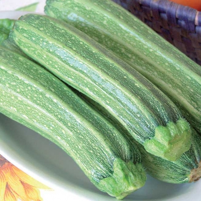 Zucchino romanesco - Cucurbita pepo