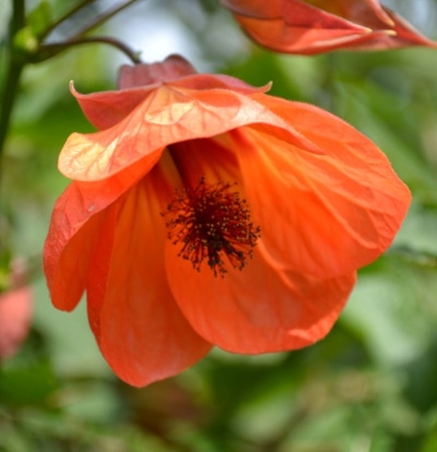 foto-abutilon