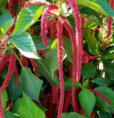 foto-acalypha