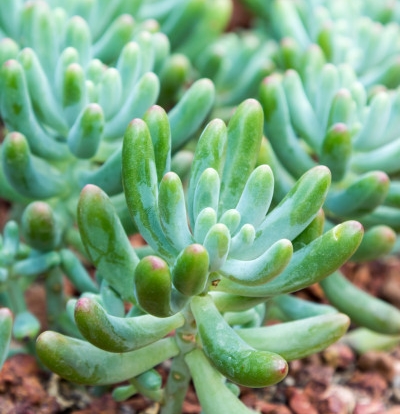 foto-Sedum-pachyphyllum