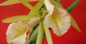 Fiore Elfi Elfi Regina-Epimedium Grandiflorum