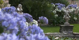 A Giugno i giardini di Villa della Pergola ad Alassio (SV) si tingono di blu con gli Agapanti in fiore