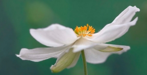 Presentazione dell'ottava edizione di Orticolario: per un giardinaggio evoluto